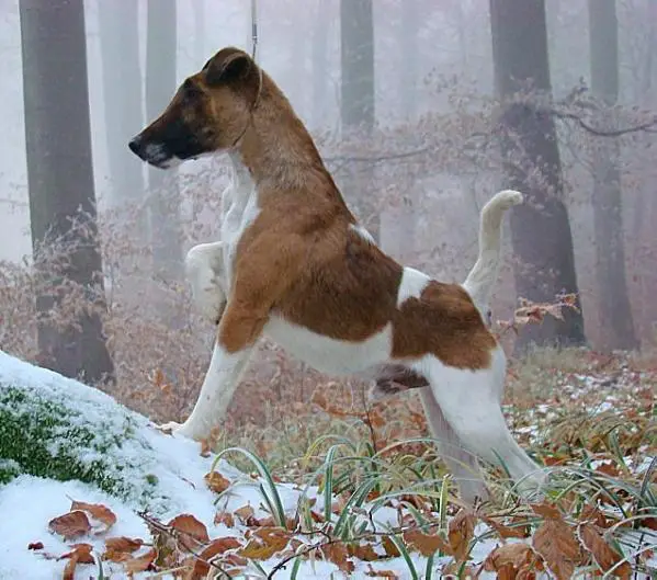 Gonzales von den schönen Bergen