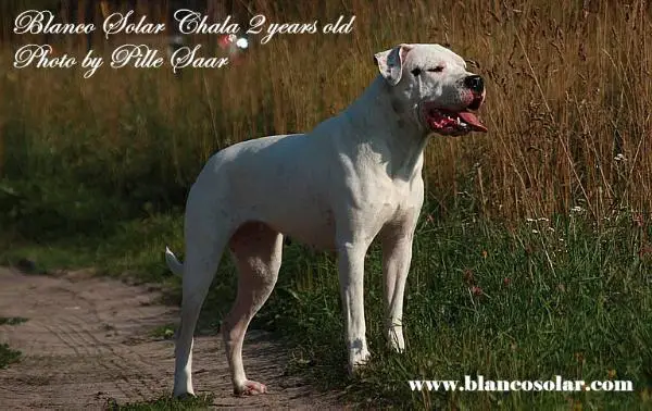 Blanco Solar Chala