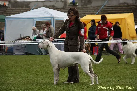 Perro Pelea Cordobes Zamba