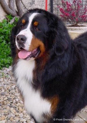 Ambrosius from Orsina`s Land
