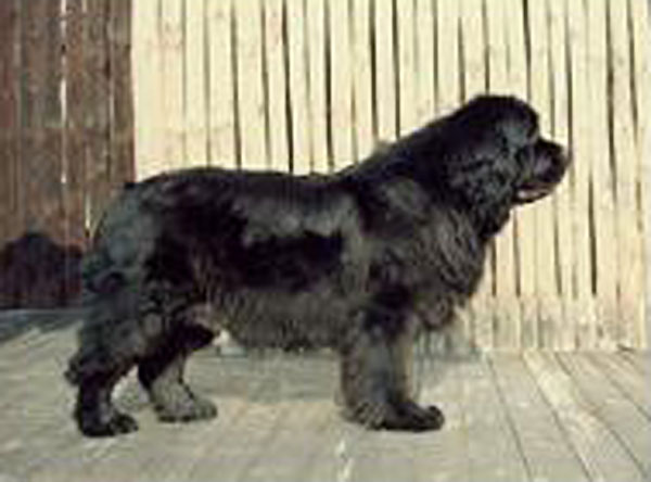 Midnight Ladys Gold Sensation