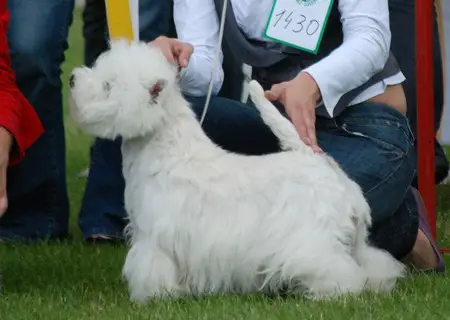BIANKA White Bassi