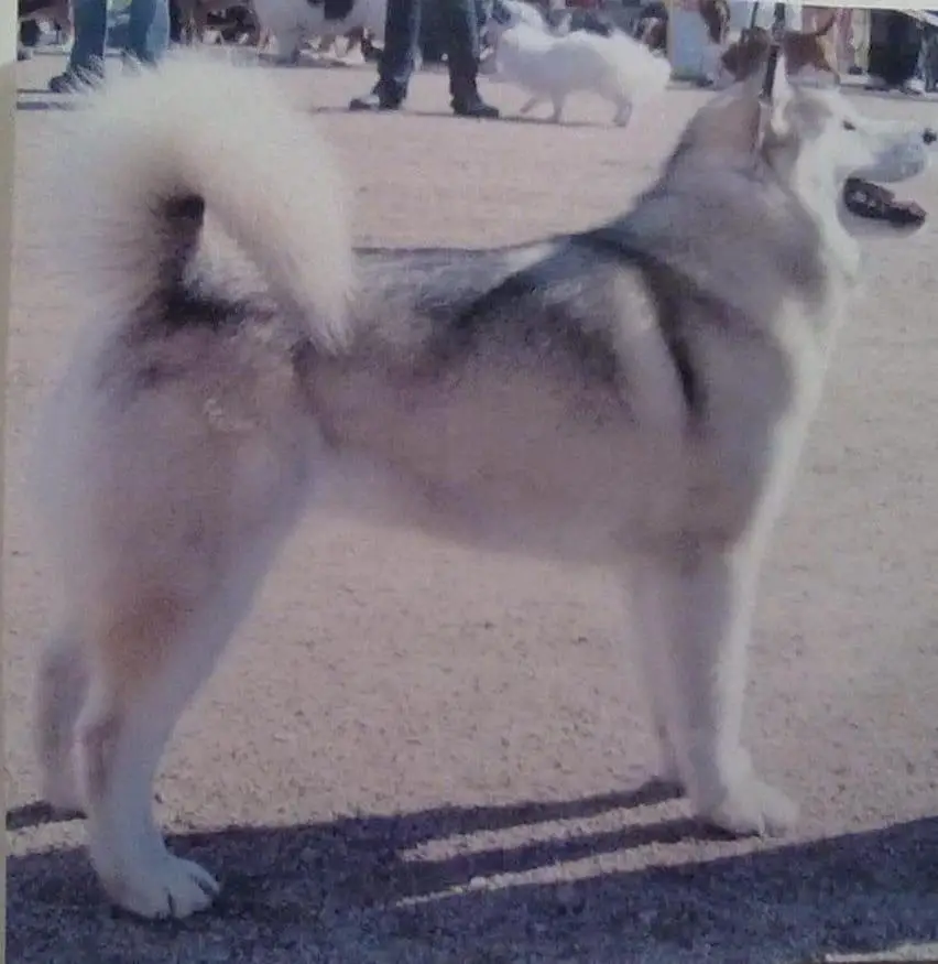Mukluk Haikun Kaiku