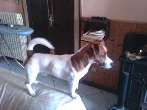 Tiger (Tai) Jack Mascalzone Canino