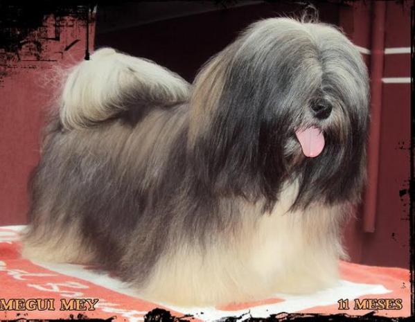Mégui Mey Small King Of Lhas Tibet