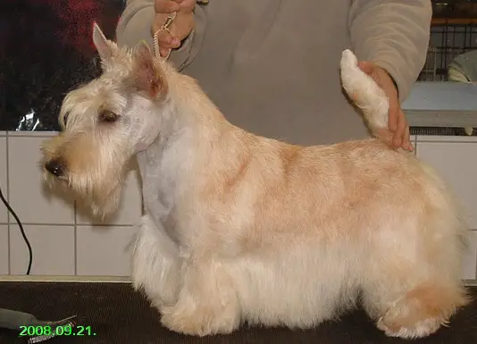Scottiefarm's Amore Mio
