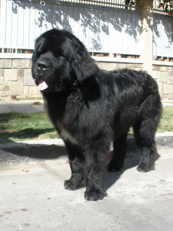 Shurave Temai Temaukel