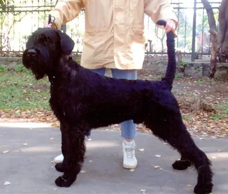 Rus Astershvarc Ziger