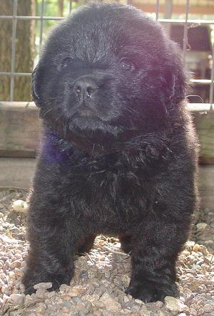 Highlander Zorro II