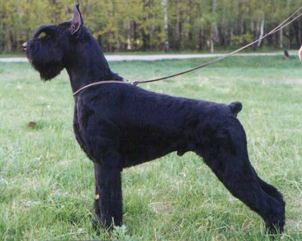 Gloris Ataman Stepan