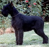 Andra de Campos de Oro