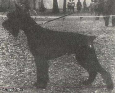 Astor Li Mi