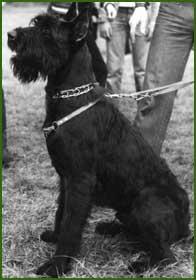 Ino von Montana