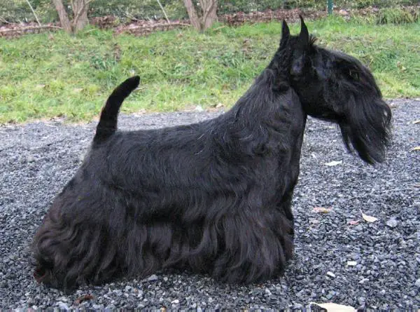 Sven of Charlie's Dog