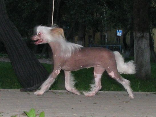 Sasquehanna Fregata