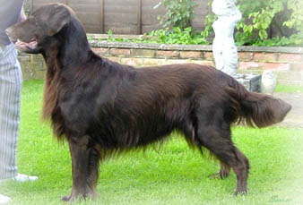 Belsud Brown Guiness