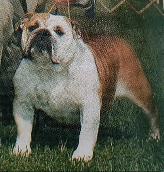 Cherokee Cybil of Royal Court