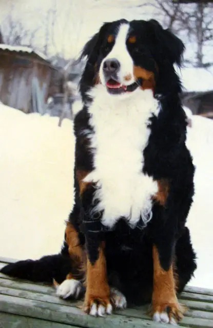 Carol v. Oberburgivil Oberburgivil