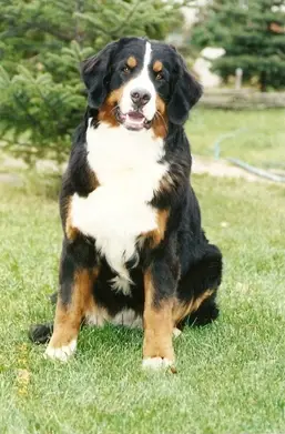 Zennenhund Rossii Sharmel