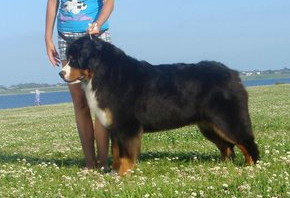 Sennenhund Rossii Zhanel