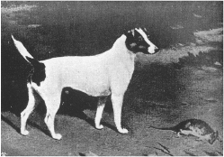 Troilus