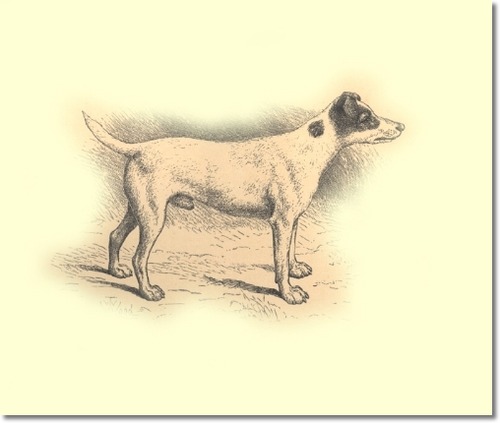 Nimrod (Mr. Rawdon B. Lee's) (Buffer x Riot)