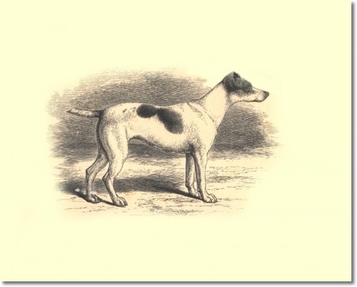 Sans Peur (Mr. E. M. Southwell's) 'Scamp x Lotes'