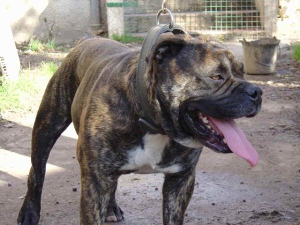 Spanish picador of the browndeanlaws bullyboy