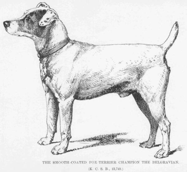 The Belgravian