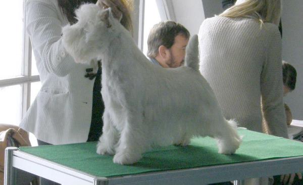 WHITE EXCELLENT LORD OF Royal Lord F.C.I.