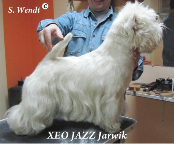 XEO JAZZ Jarwik Pol
