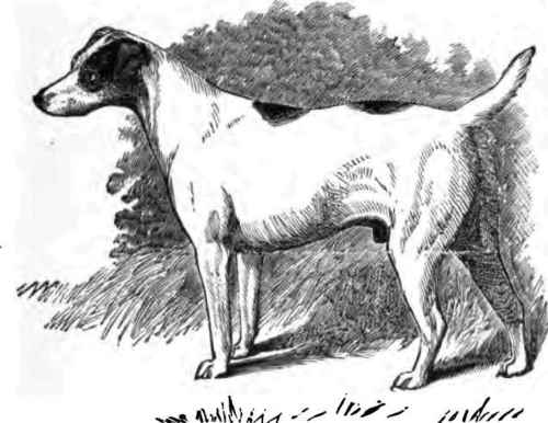 Bitters (late Jock) Mr. F. Burbridge's (by Tyrant)