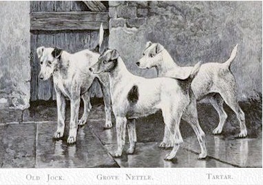 Tartar (Old Tartar)(Frederick Sale's) One of the original 3