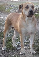Almendra Adaskowy Gaj