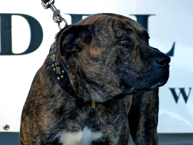 Aquiles