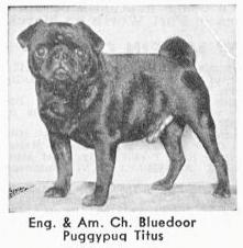 Bluedoor Puggypug Titus