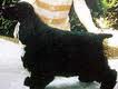 Fuzberki Black Robin
