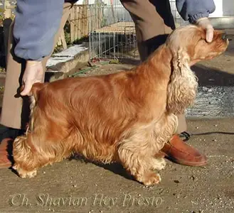 Shavian Hey Presto