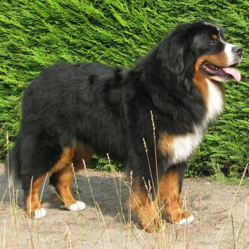 Goyan von Gipfelfeuer