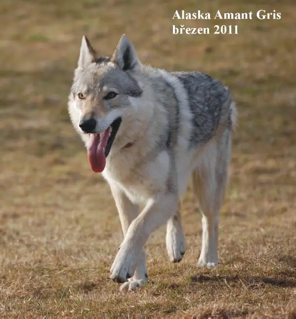 Alaska Amant Gris