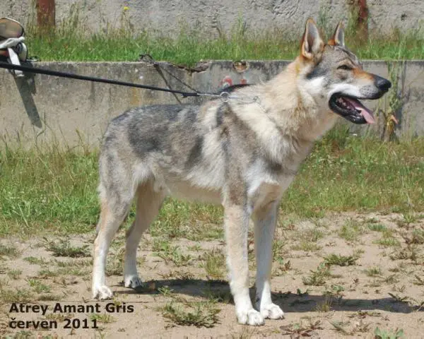 Atrey Amant Gris