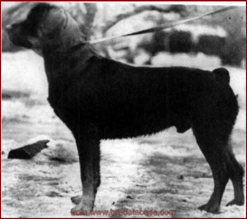 BENIAMINO 1949 (rottweiler)