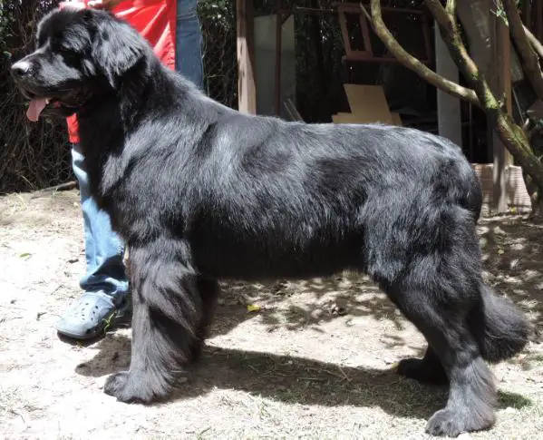 Marilyn Monroe del Gran Oso Negro