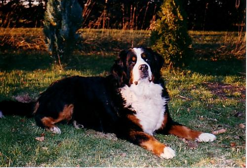 Gertie uut 't Waarkhuus