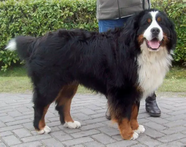Max vom Bergfelder Land