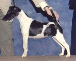 Accolade Valiente Rose
