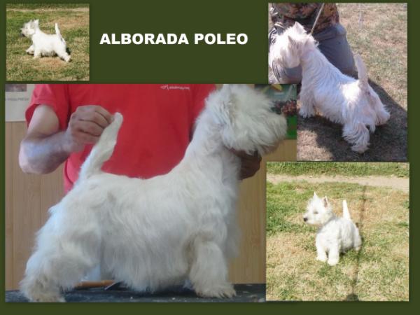 Alborada Poleo