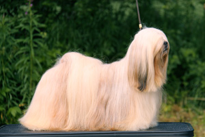 Dimara Miss Izzabella Of Shenedene