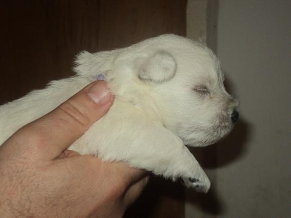 Athos...