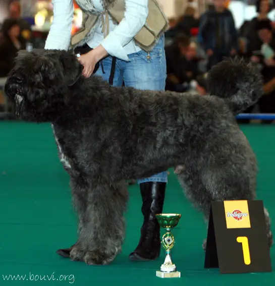 Hollands Glorie v. Bouvier Topline
